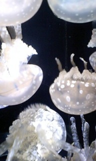 (untitled)