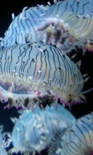 (untitled)